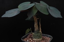 Rare Adenia stylosa WYSIWYG Garden Boutique Wholesale