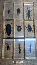 Real Life Bugs & Insects