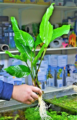 Anubias heterophylla large - , x1