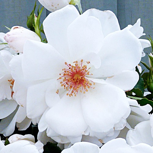 Harkness roses climbing rose - harkness, roses,