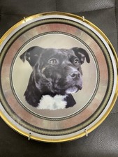 Decorative Plate Of Staffy Dog