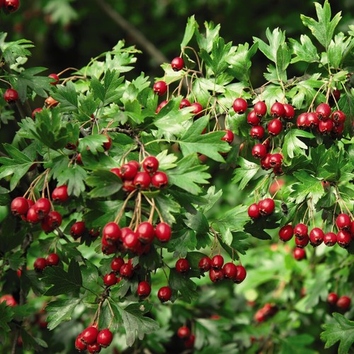 Common hawthorn hedging - common,