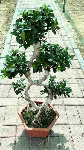 Nice shape ficus - tree,