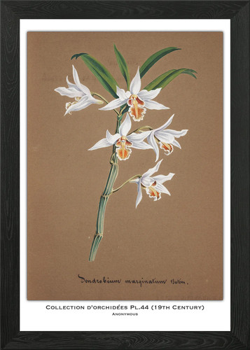 Orchid botanical illustration - botanical,