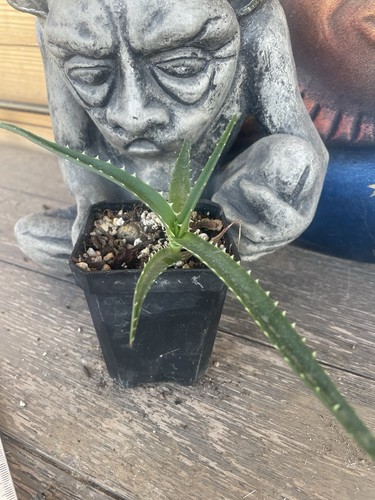 Aloe vaotsanda rare single - rare,