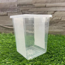 Praying Mantis Stick insect