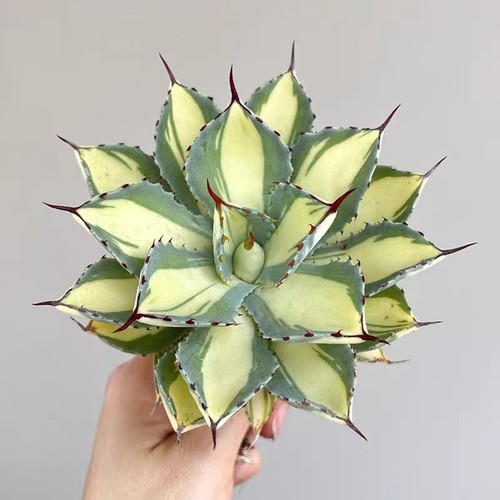 11cm agave kissho - 8-11cm, kan'