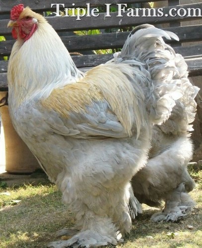 Giant large fowl isabel - 6+,