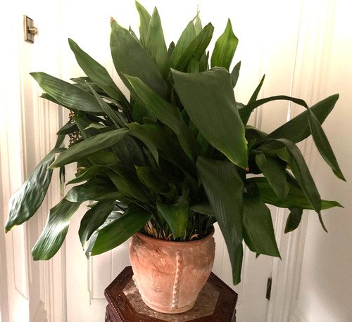 Mature cast iron plant - mature,