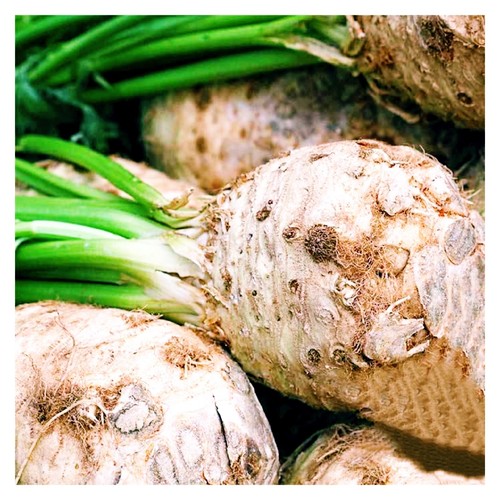 2000 celeriac seeds giant - seeds,