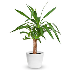 Yucca Elephantipes Houseplant - Decorative Live Indoor Potted Tree In 12cm Pot