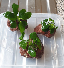 Anubias mini on 3 x Lava Rocks - Perfect for Nano Aquarium