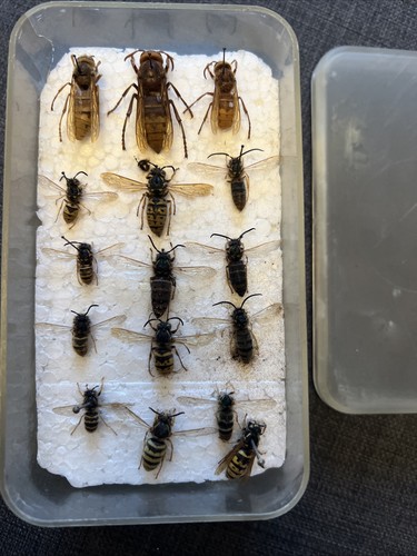 Case taxidermy wasps - of,