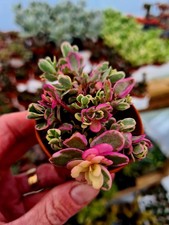 Sedum Spurium Tricolour