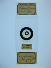 Antique microscope slide by H.J.Baker. Diatom. Actinoptychus halionyx. Hungary.