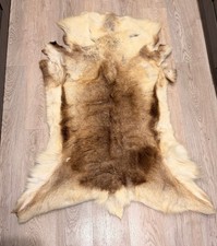 Real Scandinavian Reindeer