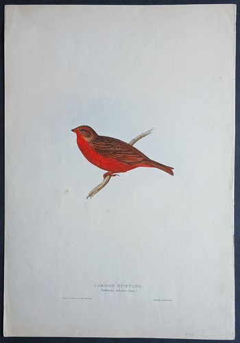 John gould ornithology antique - ornithology,