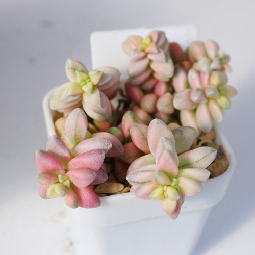 Exact plant crassula - exact,