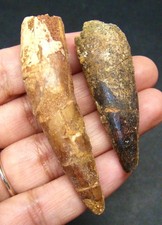 SPINOSAURUS DINOSAUR TEETH -