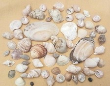 Large Amount Of Mixed Sea