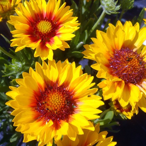 Gaillardia sunset sunrise - gaillardia,