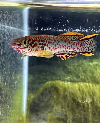 Fundulopanchax gardneri - fundulopanchax,
