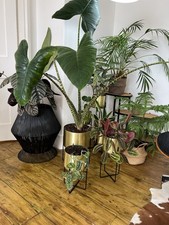 Lot Of Houseplants Plants Planters Plant Stand All Included mid century style 
