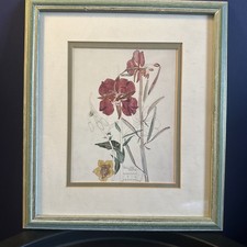 Mackintosh Willow Herb