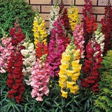 18 mini plugs Antirrhinum