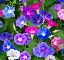 Morning Glory Mixed Colorful - Ipomoea - PURPUREA CARNEVALE DI Venezia - Flower