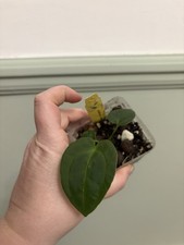 Anthurium AoS X Anthurium Papillilaminum Var. Hybrid Rare Tropical Aroid