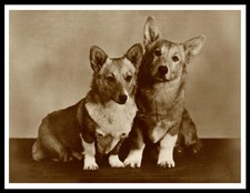 CORGI DOGS DOG PHOTO PRINT