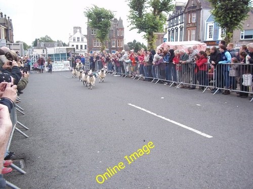 Photo 6x4 moffat - photo, sheep