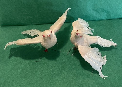 White turtle dove - 2, feathered