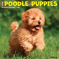 Poodle Puppies 2026 12 X 12