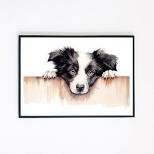 Border Collie Puppy