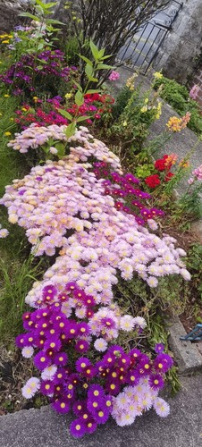 10x delosperma plug - 10x, plant
