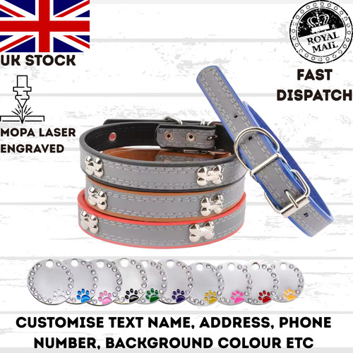 Cat pet puppy - cat, collar