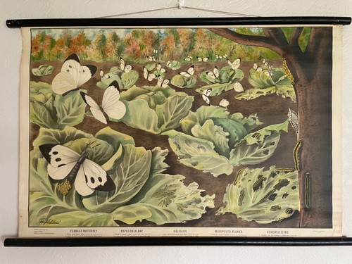 Vintage cabbage white - vintage,