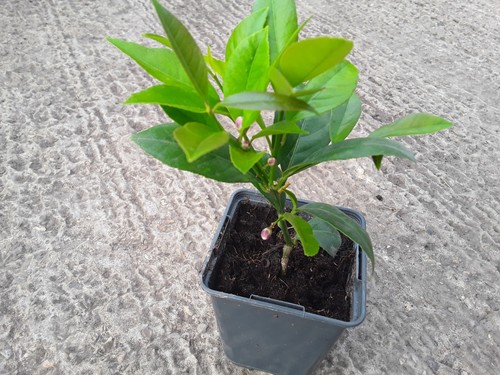 Fruiting calamondin citrus - calamondin,