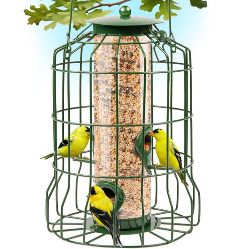 Squirrel proof bird feeders - squirrel,