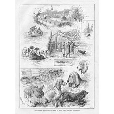 BIRMINGHAM The Kennel Association Dog Show at Aston Grounds - Antique Print 1883