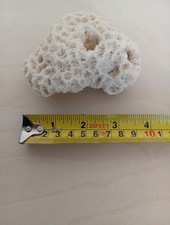 Brain Coral Specimen 159g, 10cm X 7cm