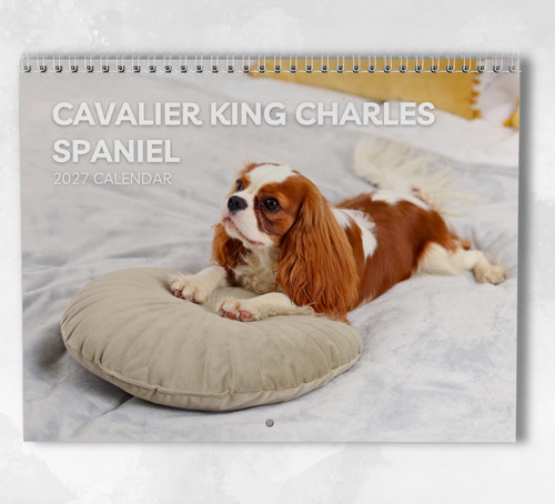Cavalier king charles spaniel - cavalier,