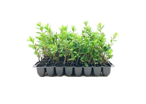 Azalea prize inch - prize, |