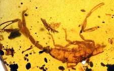Rare complete scorpion - rare, scorpion,