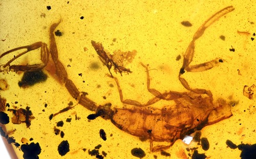 Rare complete scorpion fossil - rare,