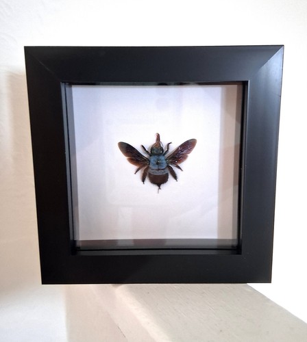 Blue carpenter bee female - blue,
