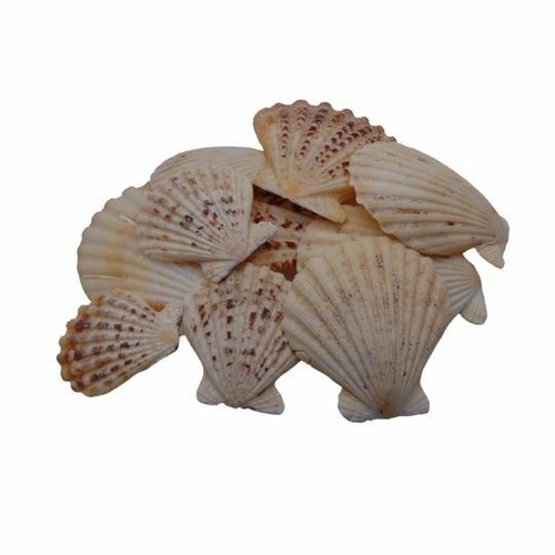 Randula pecton natural shells - randula,