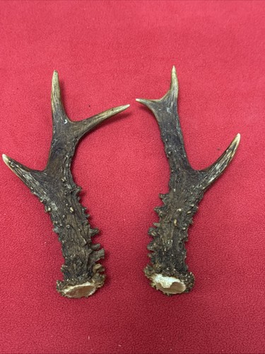 Pair fancy roe deer - roe,